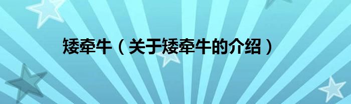 矮牵牛（关于矮牵牛的介绍）