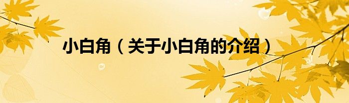 小白角（关于小白角的介绍）