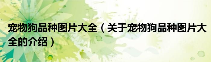 宠物狗品种图片大全（关于宠物狗品种图片大全的介绍）