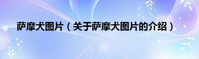 萨摩犬图片（关于萨摩犬图片的介绍）