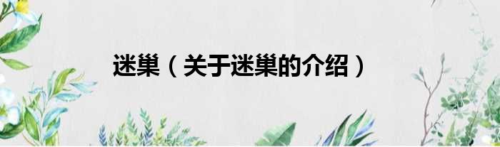 迷巢（关于迷巢的介绍）