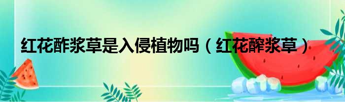 红花酢浆草是入侵植物吗（红花醡浆草）