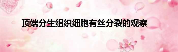 顶端分生组织细胞有丝分裂的观察