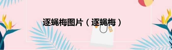 逐蝇梅图片（逐蝇梅）