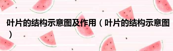 叶片的结构示意图及作用（叶片的结构示意图）