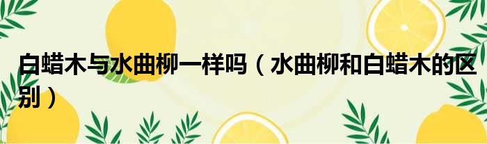 白蜡木与水曲柳一样吗（水曲柳和白蜡木的区别）