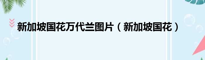 新加坡国花万代兰图片（新加坡国花）