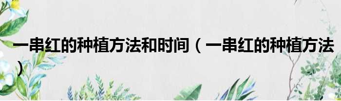 一串红的种植方法和时间（一串红的种植方法）