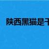 陕西黑猫是干啥的（陕西黑猫是做什么的）
