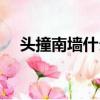 头撞南墙什么意思（头撞南墙什么生肖）