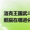 洛克王国武斗酷猫进化成什么（洛克王国武斗酷猫在哪进化）