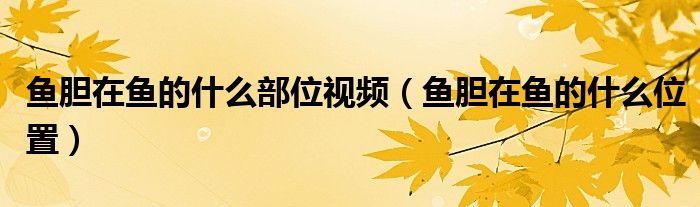 鱼胆在鱼的什么部位视频（鱼胆在鱼的什么位置）