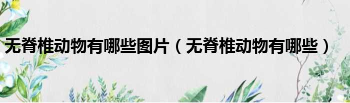 无脊椎动物有哪些图片（无脊椎动物有哪些）