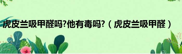 虎皮兰吸甲醛吗?他有毒吗?（虎皮兰吸甲醛）