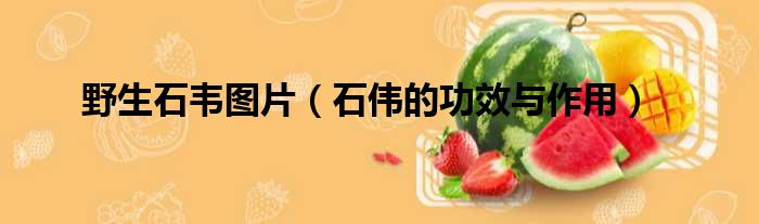 野生石韦图片（石伟的功效与作用）