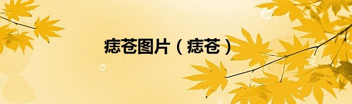 痣苍图片（痣苍）