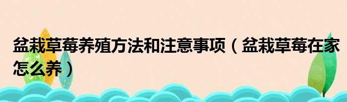 盆栽草莓养殖方法和注意事项（盆栽草莓在家怎么养）