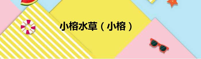 小榕水草（小榕）