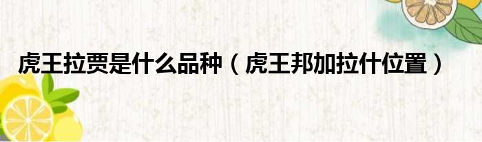 虎王拉贾是什么品种（虎王邦加拉什位置）