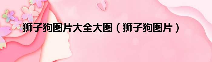 狮子狗图片大全大图（狮子狗图片）
