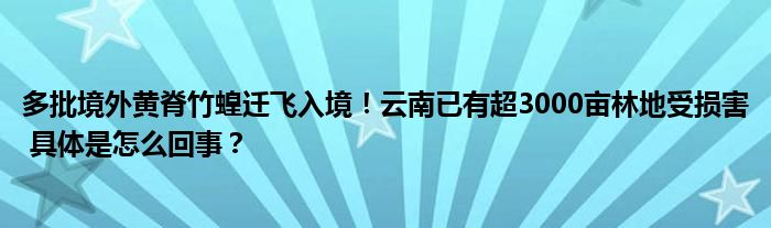 多批境外黄脊竹蝗迁飞入境！云南已有超3000亩林地受损害 具体是怎么回事？