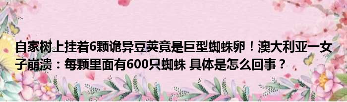 自家树上挂着6颗诡异豆荚竟是巨型蜘蛛卵！澳大利亚一女子崩溃：每颗里面有600只蜘蛛 具体是怎么回事？