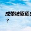 成蕾被驱逐出境外交部回应 具体是怎么回事？