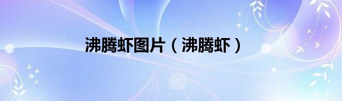 沸腾虾图片（沸腾虾）