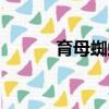 育母蜘蛛召唤材料（育母蜘蛛）