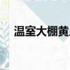 温室大棚黄瓜栽培技术（黄瓜栽培技术）