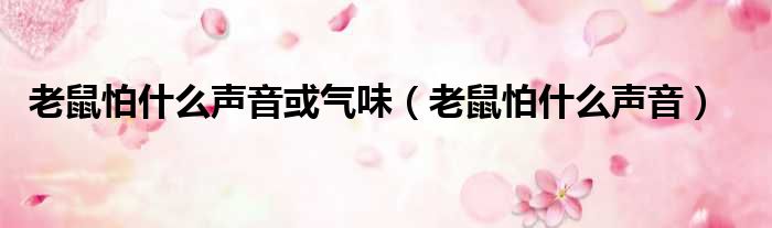老鼠怕什么声音或气味（老鼠怕什么声音）