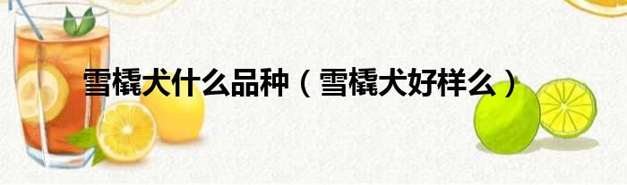 雪橇犬什么品种（雪橇犬好样么）